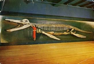 Kronosaurus Skull