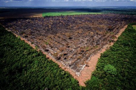 Fake news, lies and videotape: The tale of rampant destruction in the Brazilian Amazon Forest ...