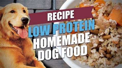 Which Protein Source Is Best For Dogs