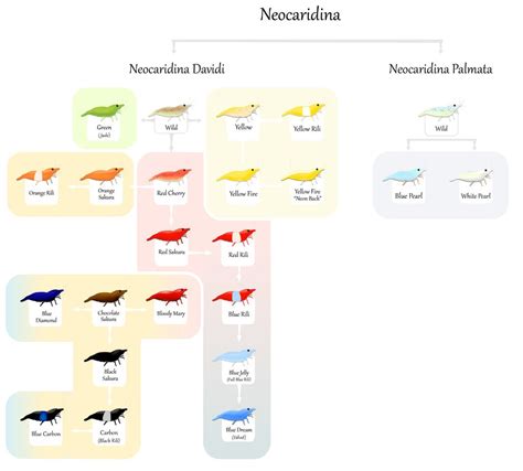 Neocaridina Shrimp Breeding Chart