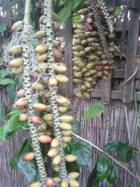 Kentia palm seeds - grow or not worth the trouble? - DISCUSSING PALM TREES WORLDWIDE - PalmTalk