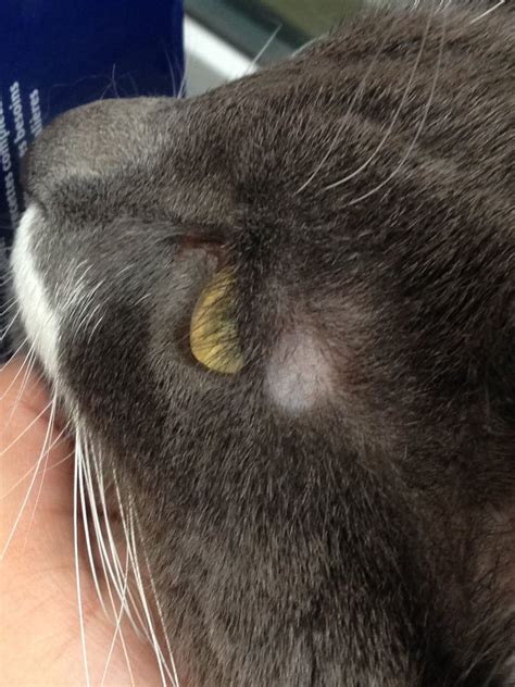 What Does Ringworm Look Like On A Cat