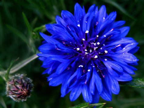 Cornflower/Bachelor’s Button | TDogs Blog