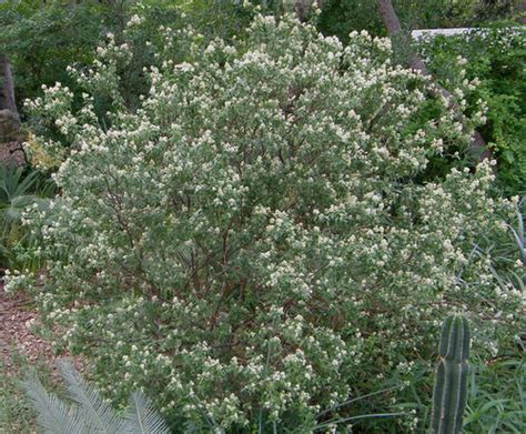 Three Underappreciated Texas Native Shrubs