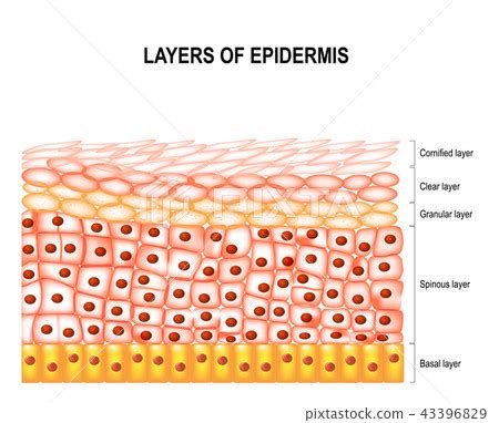 Layers of epidermis - Stock Illustration [43396829] - PIXTA