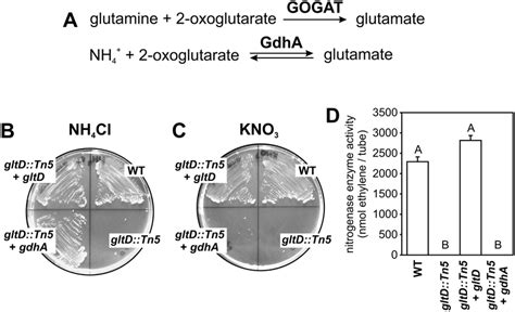 Growth and nitrogenase enzyme activity in free-living conditions of the ...