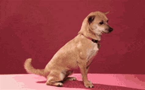 Youre The Best Cute GIF - YoureTheBest Cute Dog - Discover & Share GIFs