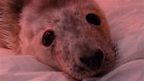 Seal pup rescued after being washed ashore in the Channel Islands - BBC News