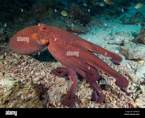 Octopus on a coral reef Stock Photo - Alamy