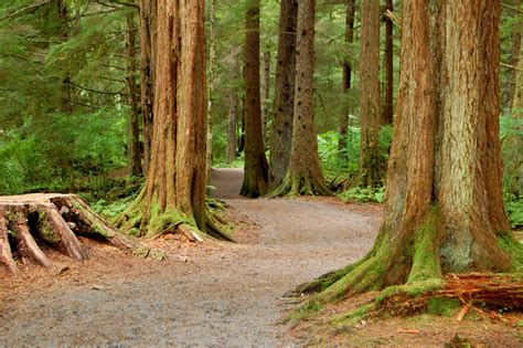 Tongass Natural Forest Free Photo Download | FreeImages