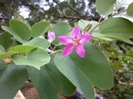 Kachnar, Camel's Foot Tree (Bauhinia Variegata) - Properties, Benefits, Dosage