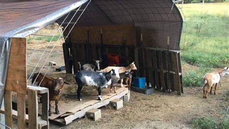 Stunning Photos Of Goat Barn Ideas Ideas | Lantarexa