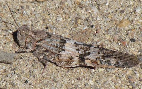 Pallid-winged Grasshopper - Trimerotropis pallidipennis - BugGuide.Net