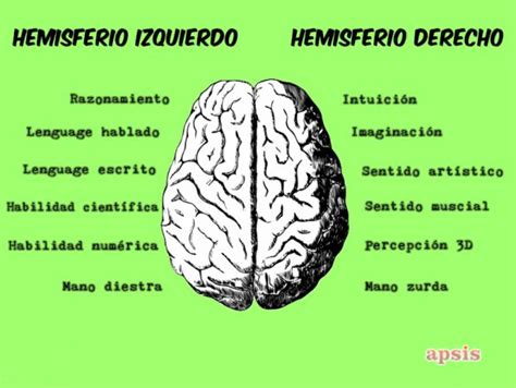 Los funciones de los hemisferios cerebrales – Apsis