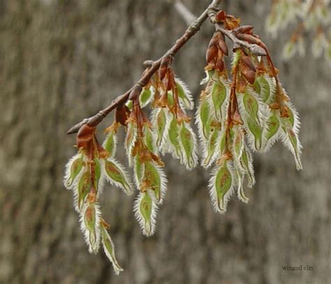 elm winged seed – Richmond Tree Stewards