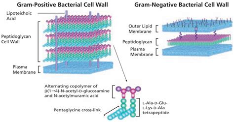 PEPTIDOGLYCAN - Microbiology Lab Notes