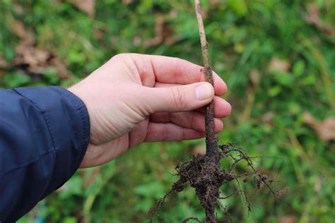 Rootstocks are life. Varieties pay the bills.