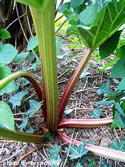 Rhubarb Varieties