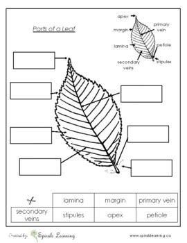 Parts of a Leaf - Plant Labels Montessori Worksheet by Spirals Learning