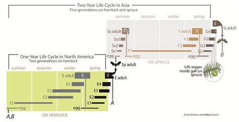 Figure A1. Life cycle of the hemlock woolly adelgid (diagram by Vince... | Download Scientific ...