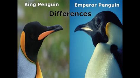 King Penguin and Emperor Penguin - The Differences