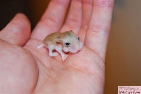 Pin van Miryam Hernandez op creature feature | Schattige babydieren ...