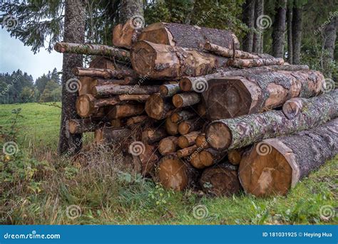 Cutted Trees Royalty-Free Stock Photography | CartoonDealer.com #43960187