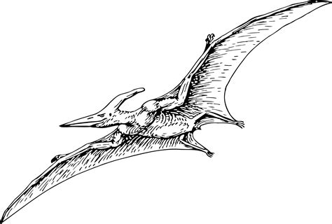 Free Clipart Of A Flying Pterodactyl