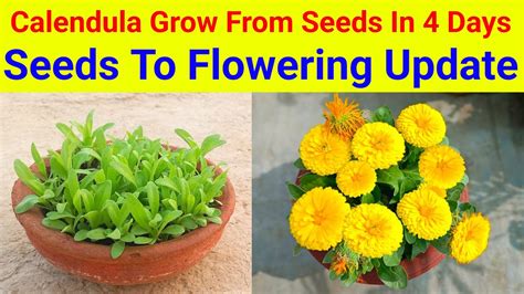 Grow Calendula Flower Plant From Seeds With Flowering Update / Calendula Flower Plants Grow and ...