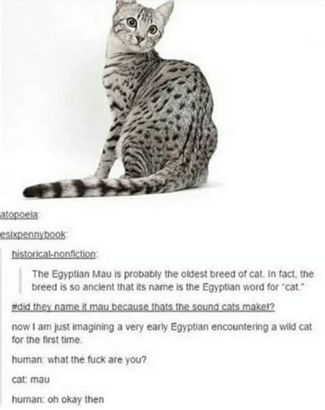 Egyptian cat : r/HistoryMemes