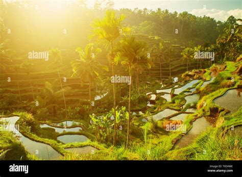 Terrace paddy rice fields in morning sunrise, Ubud, Bali, Indonesia ...