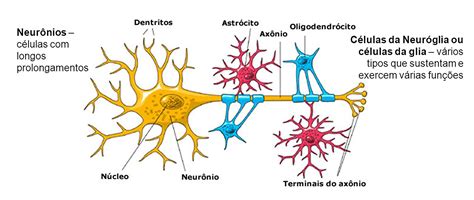 Tecido nervoso - O que é, função, neurônios, células, sistema nervoso