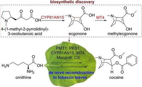 Cocaine synthesized in a tobacco plant