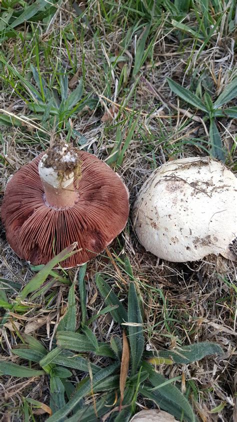 Agaricus bisporus? - Mushroom Hunting and Identification - Shroomery Message Board