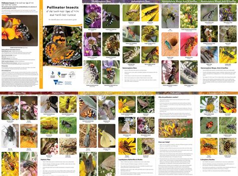 Our Guide to Pollinator Insects – Wild Pollinator Count