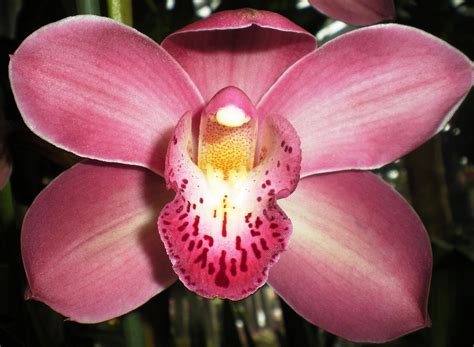 Free photo: Orchid, Flower, Nature - Free Image on Pixabay - 330536