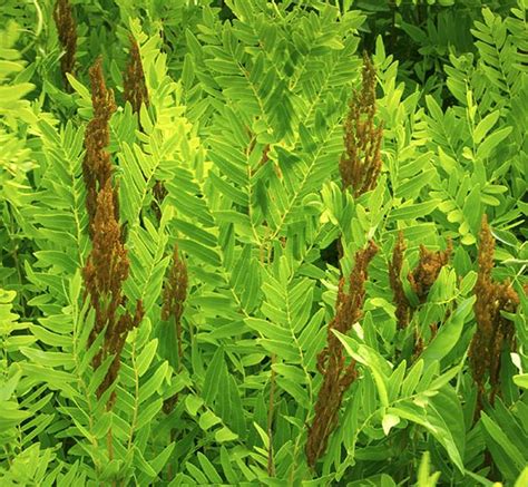 Osmunda regalis 'Royal Fern' - Degroot