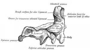 Dens Anatomy