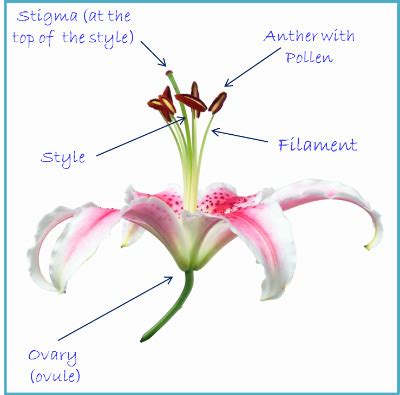 Plant Pollination Process: Reproduction In Plants, With Diagrams