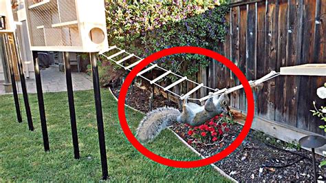 Backyard Squirrel Maze 1.0- Ninja Warrior Course - YouTube