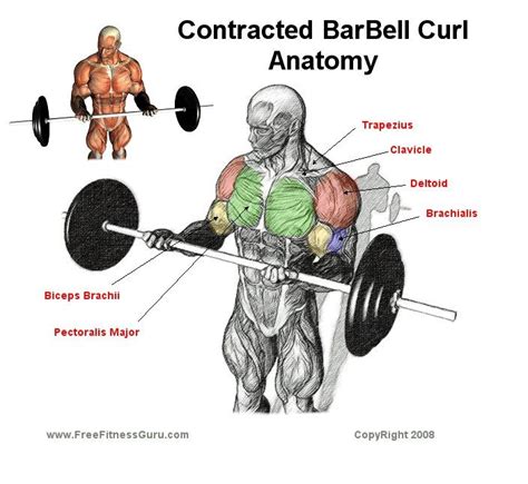 Barbell Curl Muscles Worked