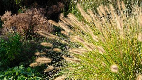 The Best Ornamental Grasses To Add To Your Lawn – Forbes Home