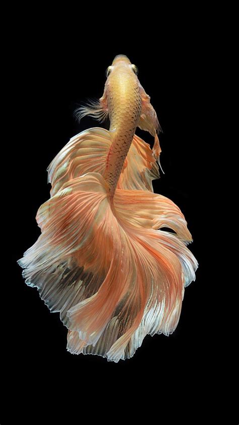 Betta Fish 4k iPhone Wallpapers - Wallpaper Cave