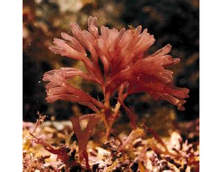 smart_ebook: Rhodophyta (alga merah)