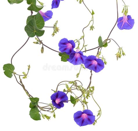 Blue Flowers of Morning Glory Stock Photo - Image of morning, ipomoea: 267748064