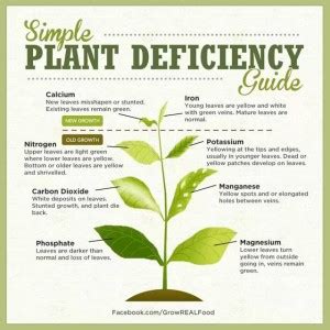 Large-scale Gardening Resource Hub for Maximizing Food Quality and ...