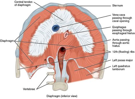 Best Practices for Treating Diaphragmatic Endometriosis