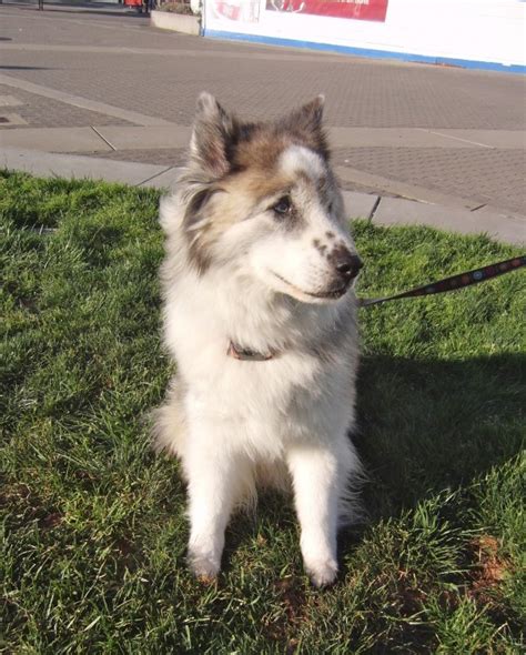 Dog of the Day: Maddy-Pup the Akita/Siberian Husky Mix - The Dogs of San FranciscoThe Dogs of ...