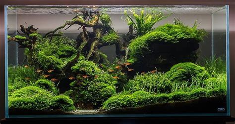 Fantastic use of moss in this by Dewald from APSA. | Aquascape, Nature ...