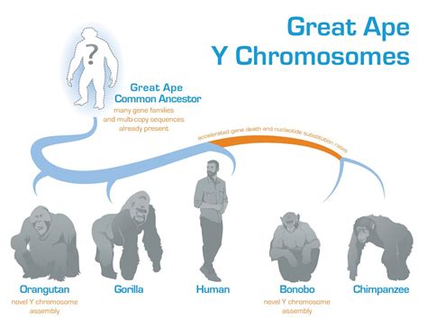 Evolution of the Y chromosome in great apes deciphered